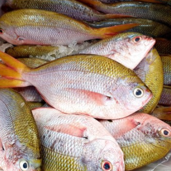 KG 黃背梅鯛 Rainbow Snapper 