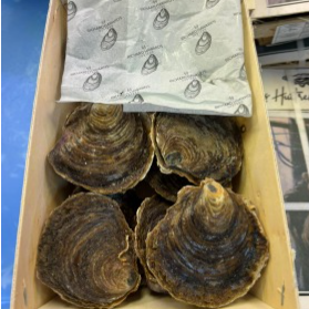 ⭐️ Native Richard Haward oysters 生蠔 12隻