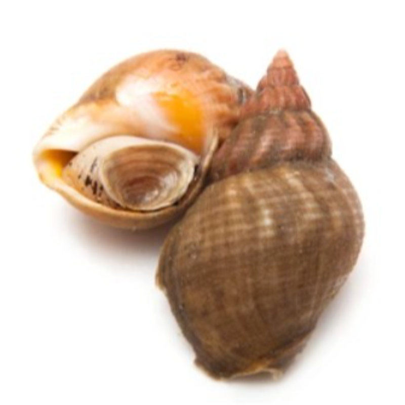 🏵️KG 海螺 Whelk