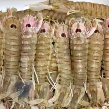 2kg 瀨尿蝦 Mantis Shrimp