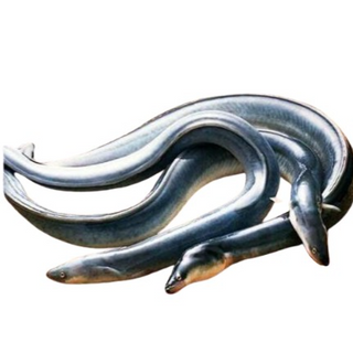 🏵️KG 白鱔 Eel