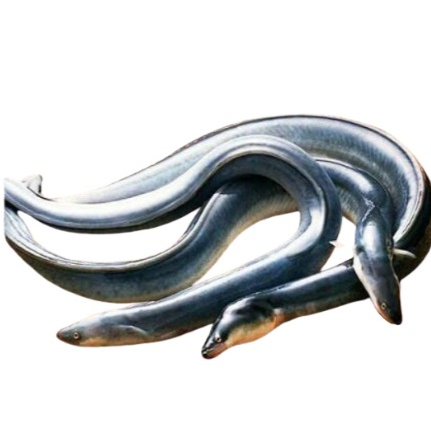 🏵️KG 白鱔 Eel