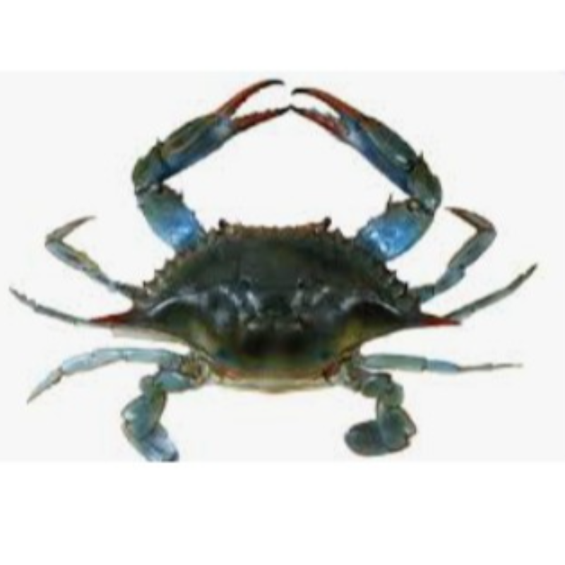 KG 藍花蟹 Blue Crab Male