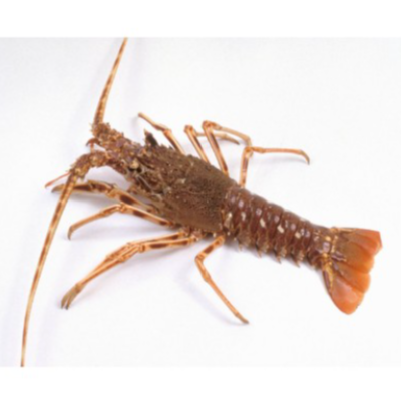 KG 活刺龍蝦 Live Spiny Lobster
