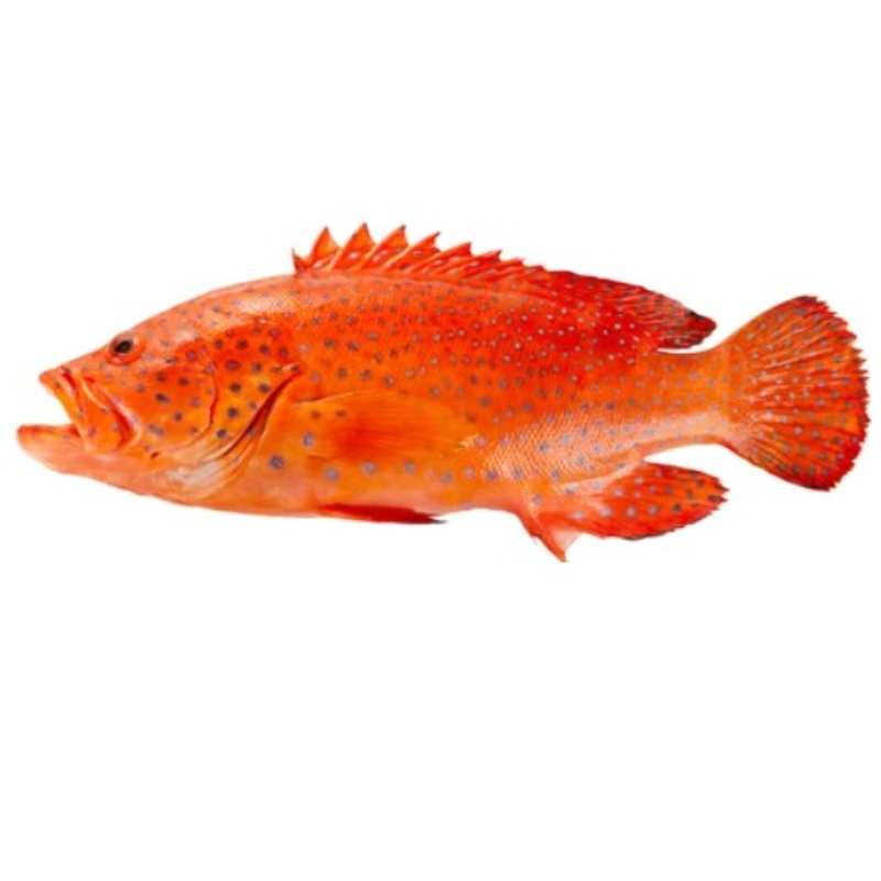 KG 東星斑 Red Gouper