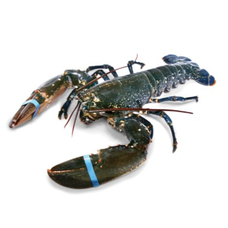 Native Lobsters 英國藍龍蝦
