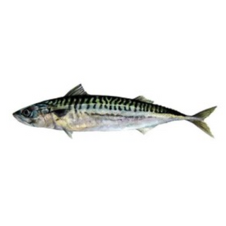 KG 鯖魚 Mackerel