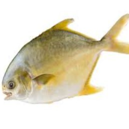 已劏原條黃立䱽/ Golden Pomfret