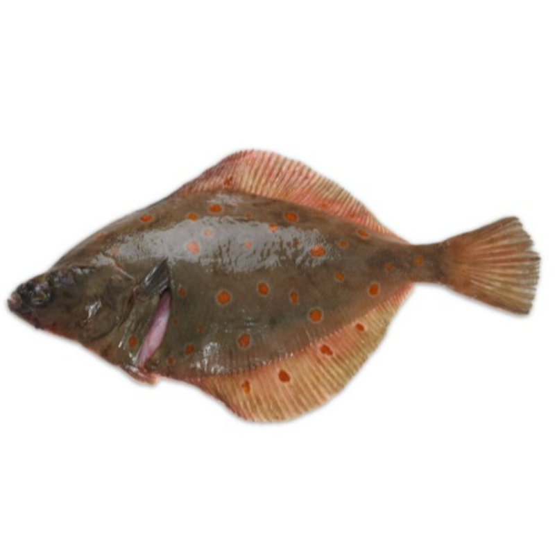 KG 鲽魚 Plaice 
