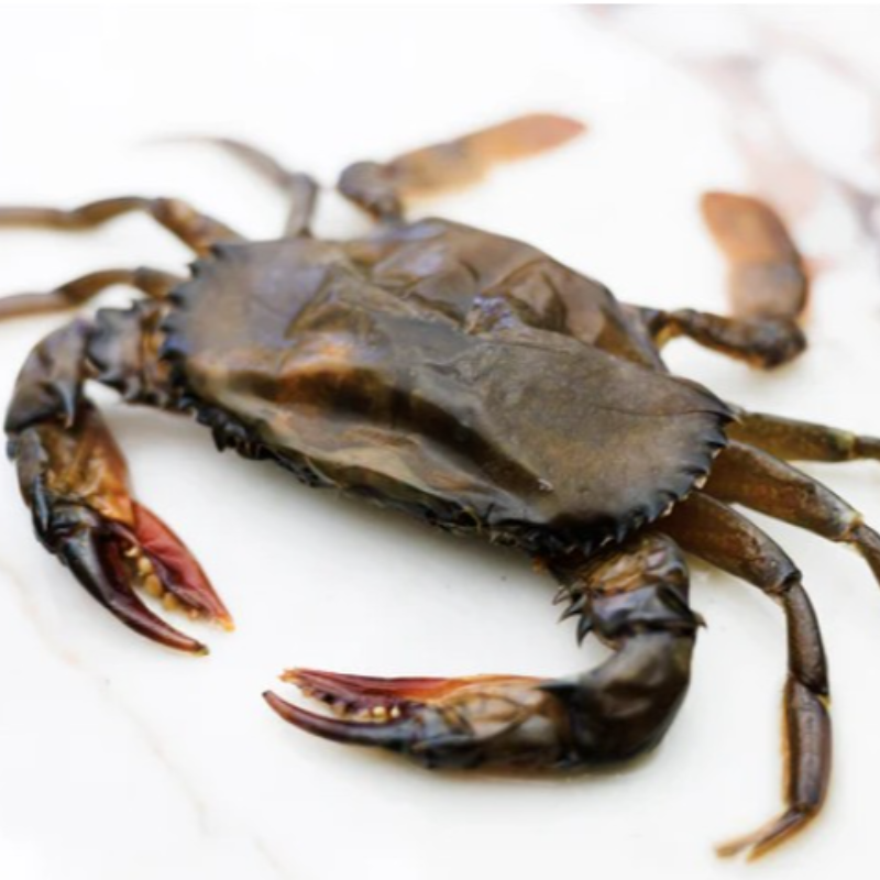 軟殼蟹 Soft Shell Crab 