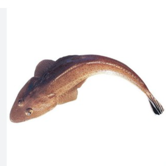 KG 牛鰍魚 Bartail Flathead