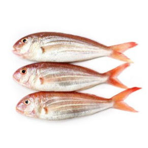 ⭐️KG 原條紅衫魚 Japanese Bream 