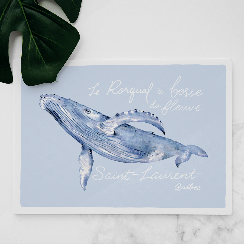 Carte Rorqual à Bosse Saint-Laurent