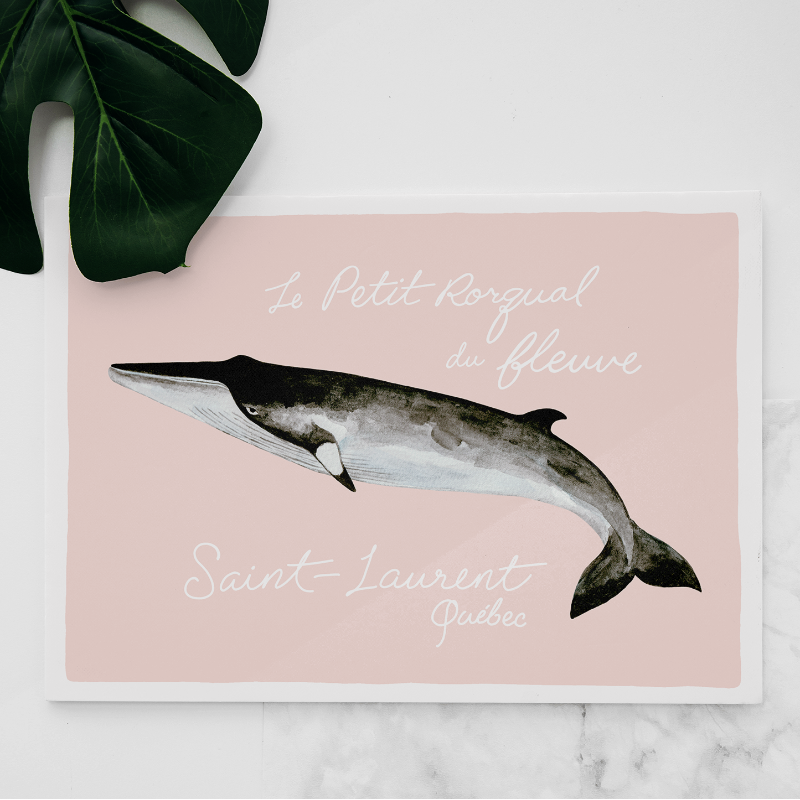 Carte Petit Rorqual Saint-Laurent
