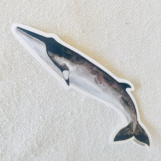 Sticker Petit Rorqual