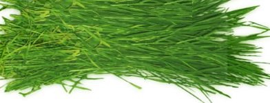 Dhurva grass/Arugampul