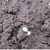 Sponsorship Levels: Seedling