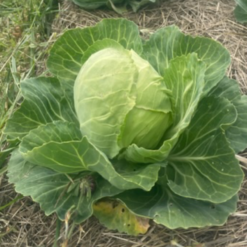 Cabbage Main Image