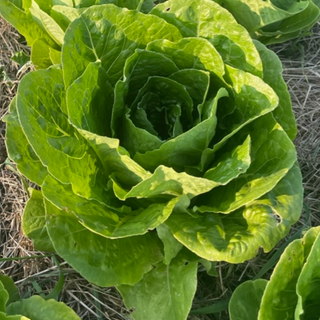 Romaine lettuce 