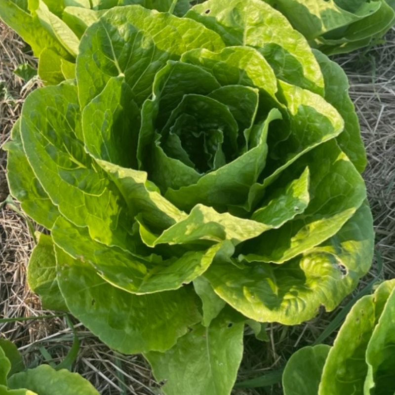 Romaine lettuce  Main Image