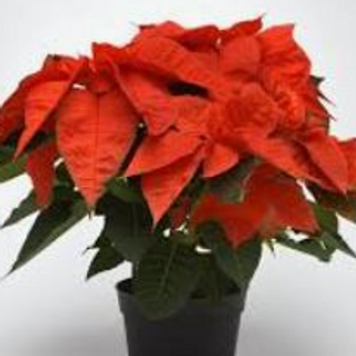 Red - Poinsettia Plant