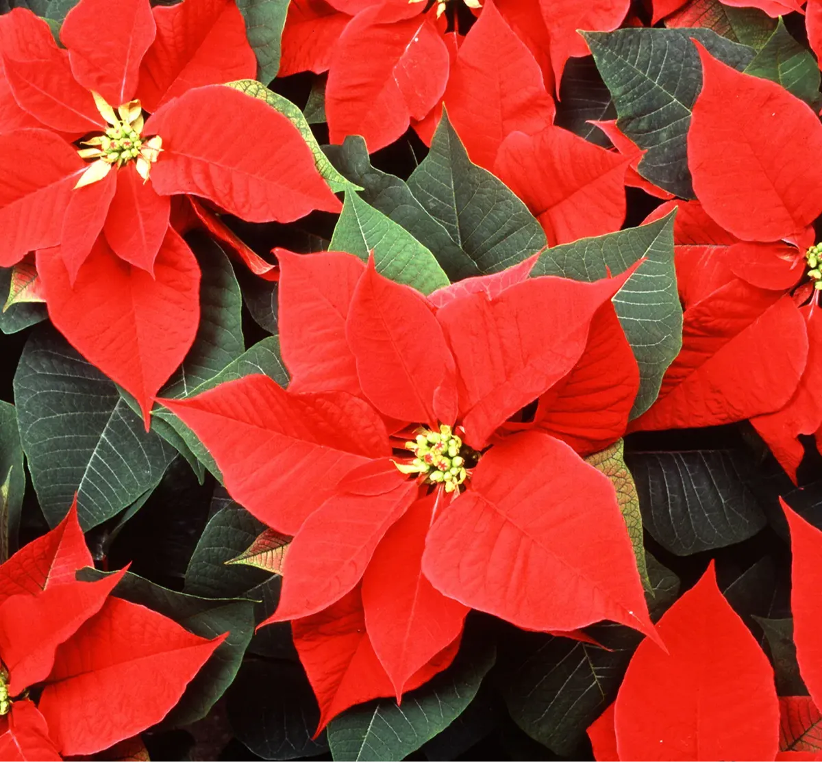 WHS Grad Nite Poinsettia Sales