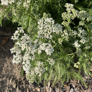 Yarrow