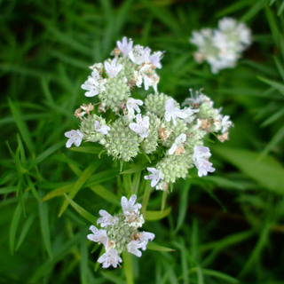 Narrow Leaf Mountain Mint