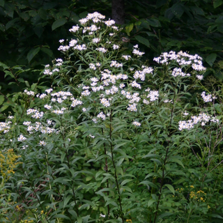 Flat Topped White Aster