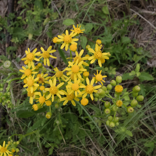 Appalachian groundsel