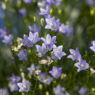Harebell