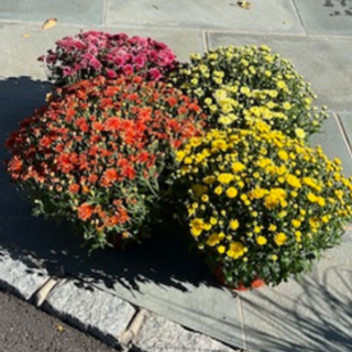 9" Mums (in a terracotta pot):
