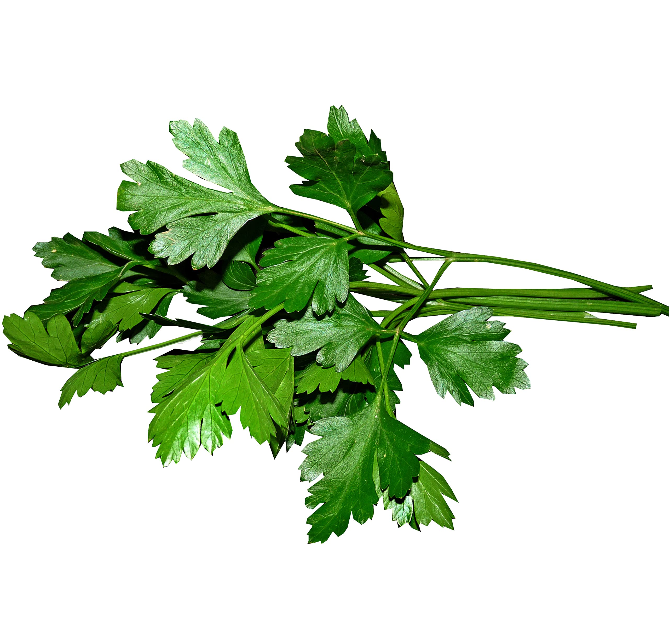 Flat Leaf Parsley (100g Pack) Main Image