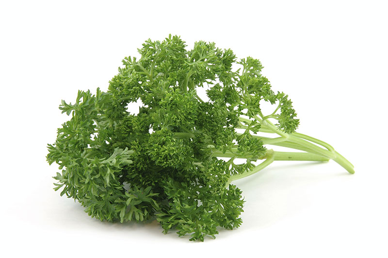 Curly Leaf Parsley (100gm Pack) Main Image