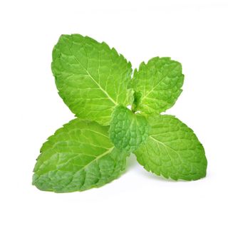 Spearmint (Out of Stock)