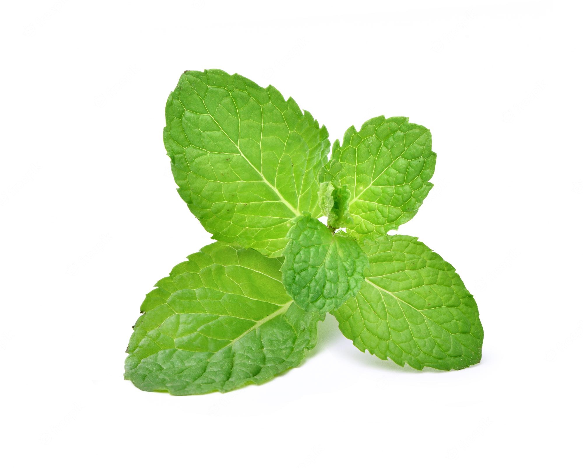 Spearmint (Out of Stock) Main Image