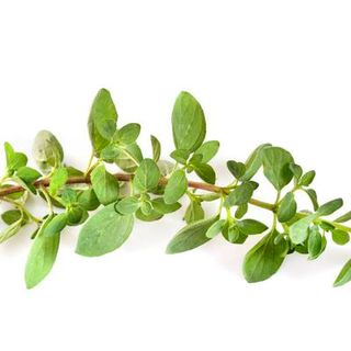 Italian Oregano (Out of Stock)