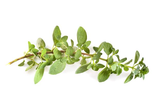 Italian Oregano (Out of Stock) Main Image