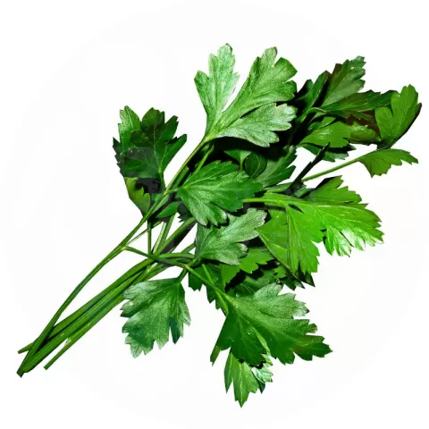 Parsley, Flat Leaf (100g pack)
