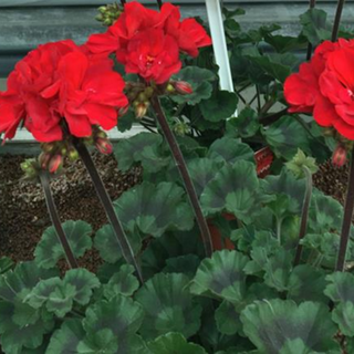 Geranium (colour options)