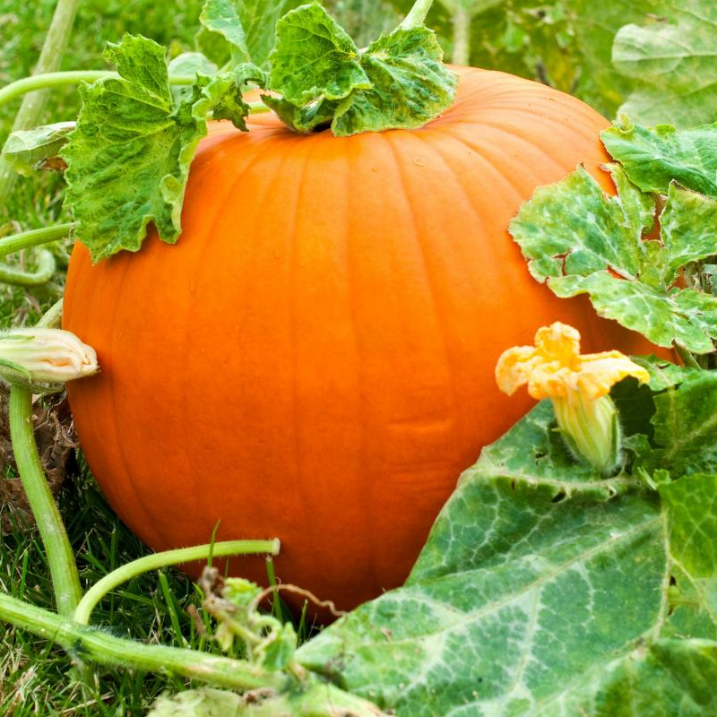 Pumpkin (Jack O Lantern type) Main Image