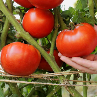 Beefsteak Tomatoes (large) 70 days