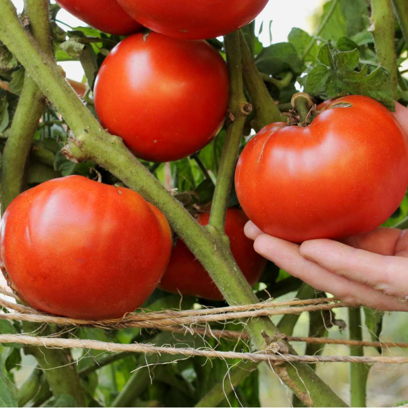 Beefsteak Tomatoes (large) 70 days Main Image