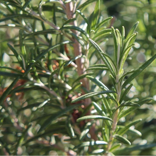 Rosemary (herb)