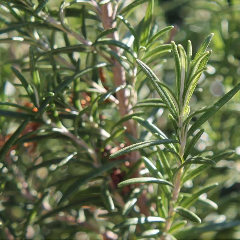 Rosemary (herb) Main Image