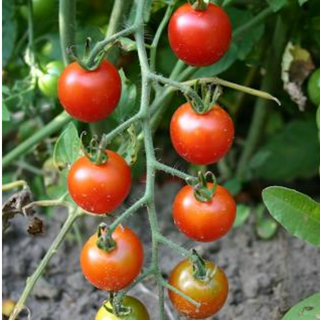 Sweet 100 Cherry Tomatoes (medium) 65 days 