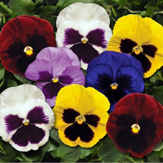 Matrix Mix Pansy