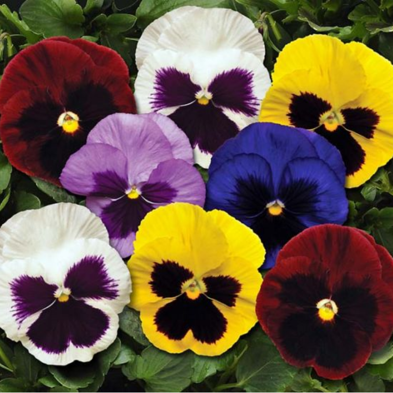 Matrix Mix Pansy Main Image