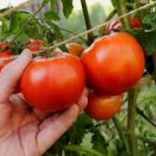 Early Girl Tomatoes (medium) 63 days 