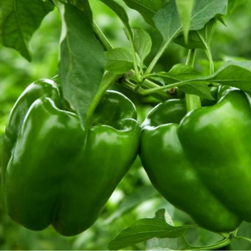 Green Bell Pepper  Main Image